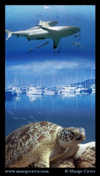 Sea turtle & sharks by Margo Cavis 